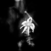 'corazón' | Limited Edition 12 x 12 inch B&W Photo Print Under Acrylic Glass