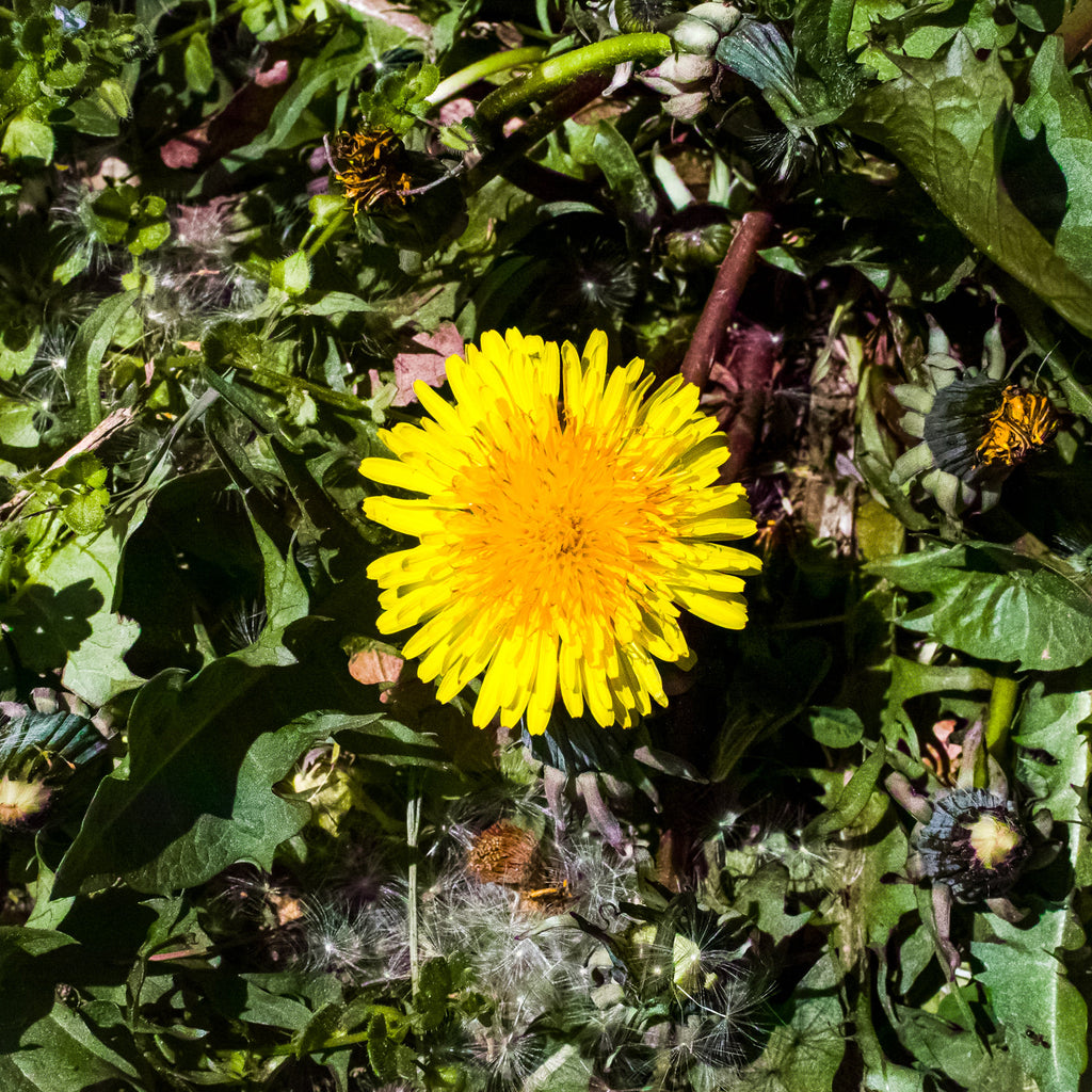 Dandelion (Taraxacum Officinale)