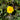 Dandelion (Taraxacum Officinale)