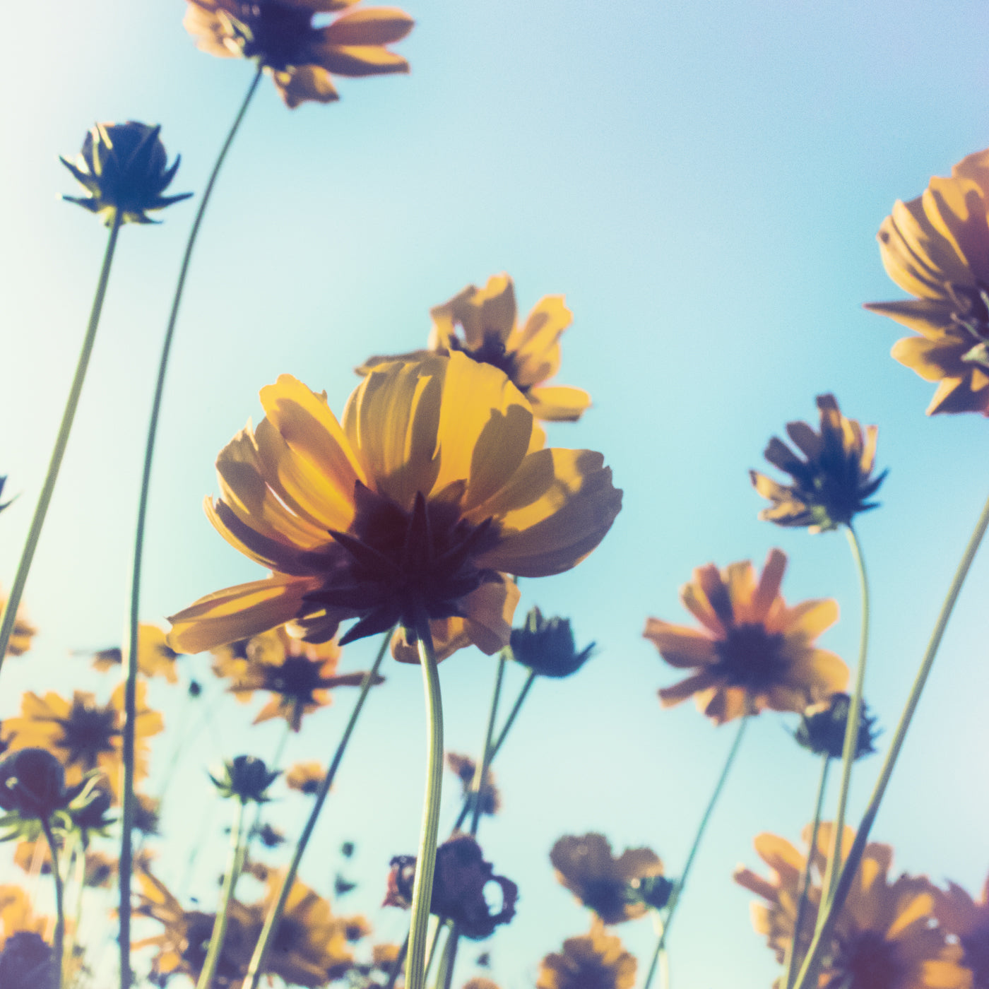 The World of Natural Botanical Extracts: Essential Oils, CO₂ Extracts, and Absolutes