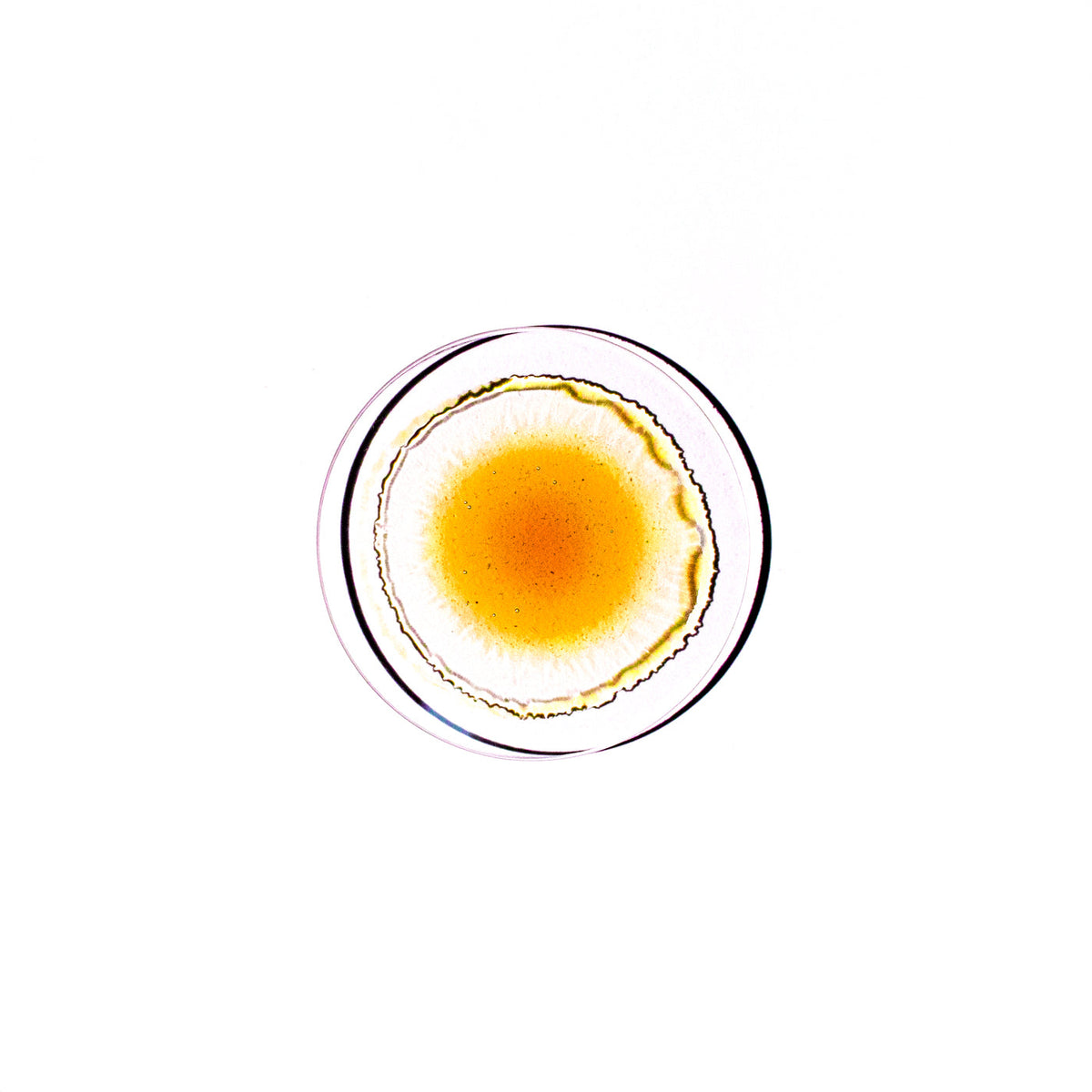 Propolis Tincture - On Thresholds, Time, and Patience