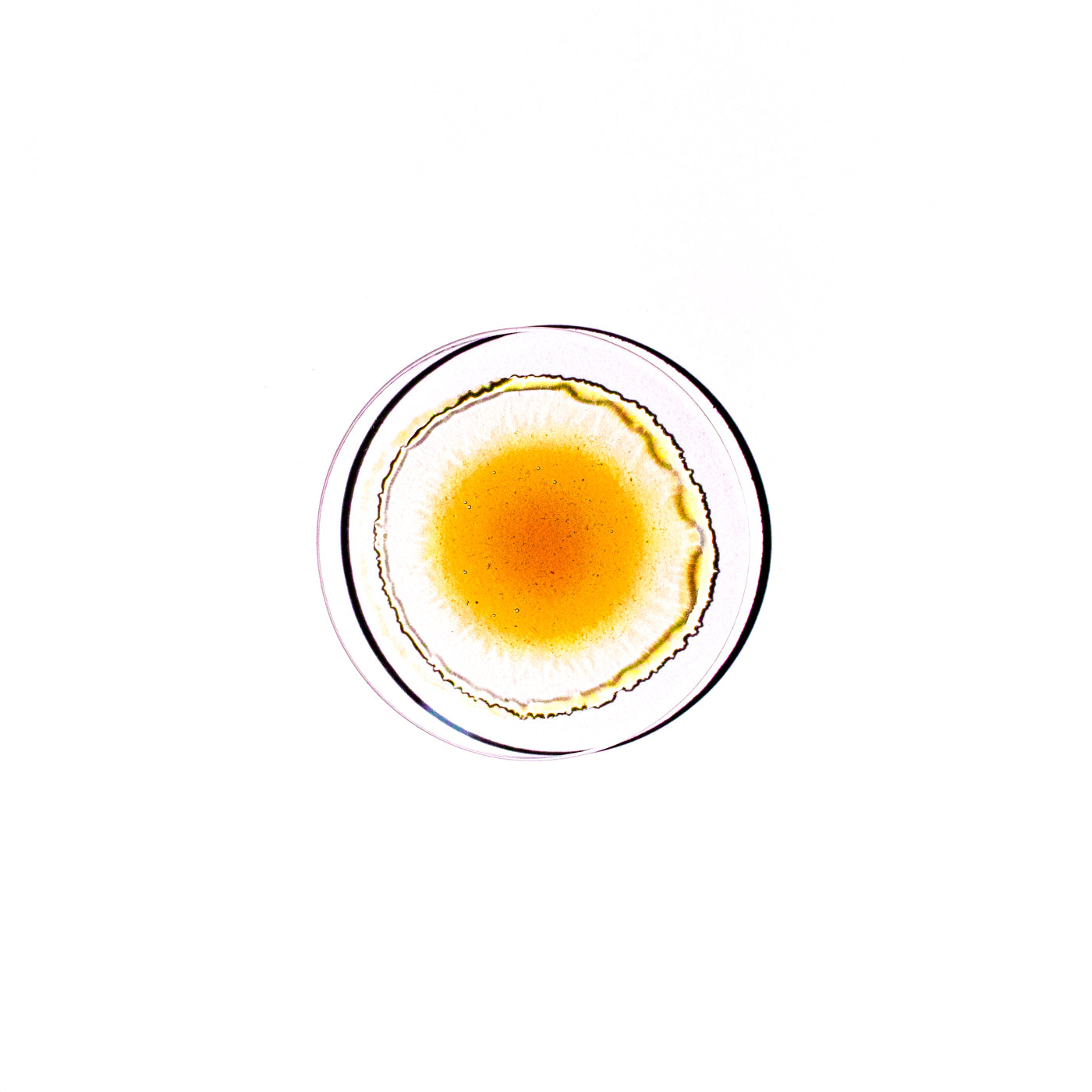 Propolis Tincture - On Thresholds, Time, and Patience