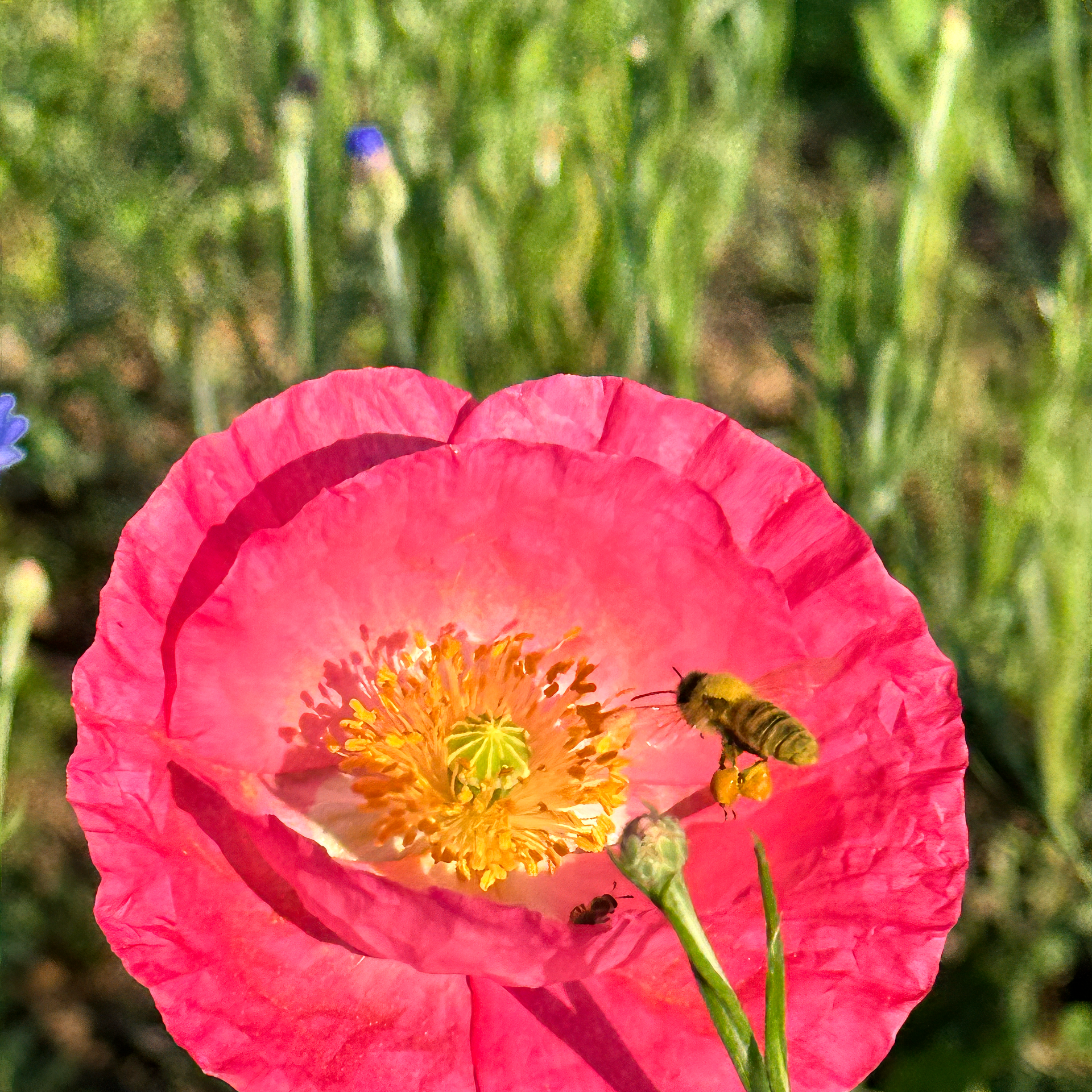 Honeybee Pollen