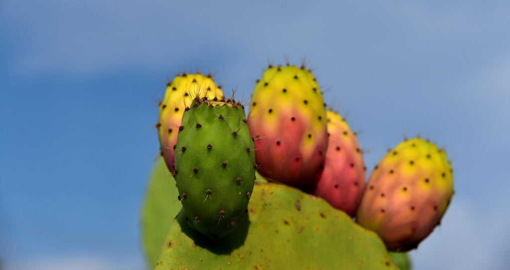 Prickly Pear Extract
