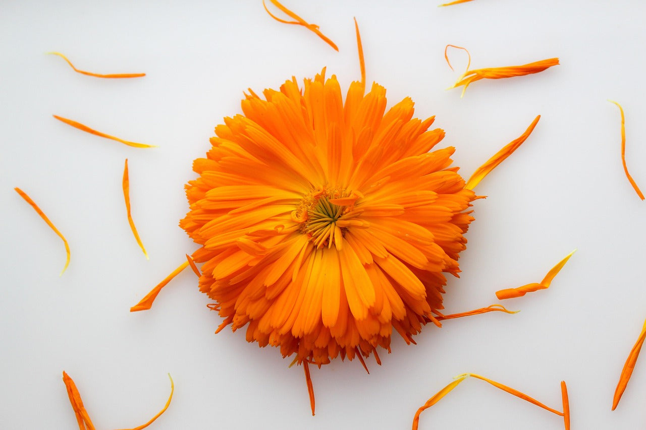 Calendula-Infused Sunflower Oil