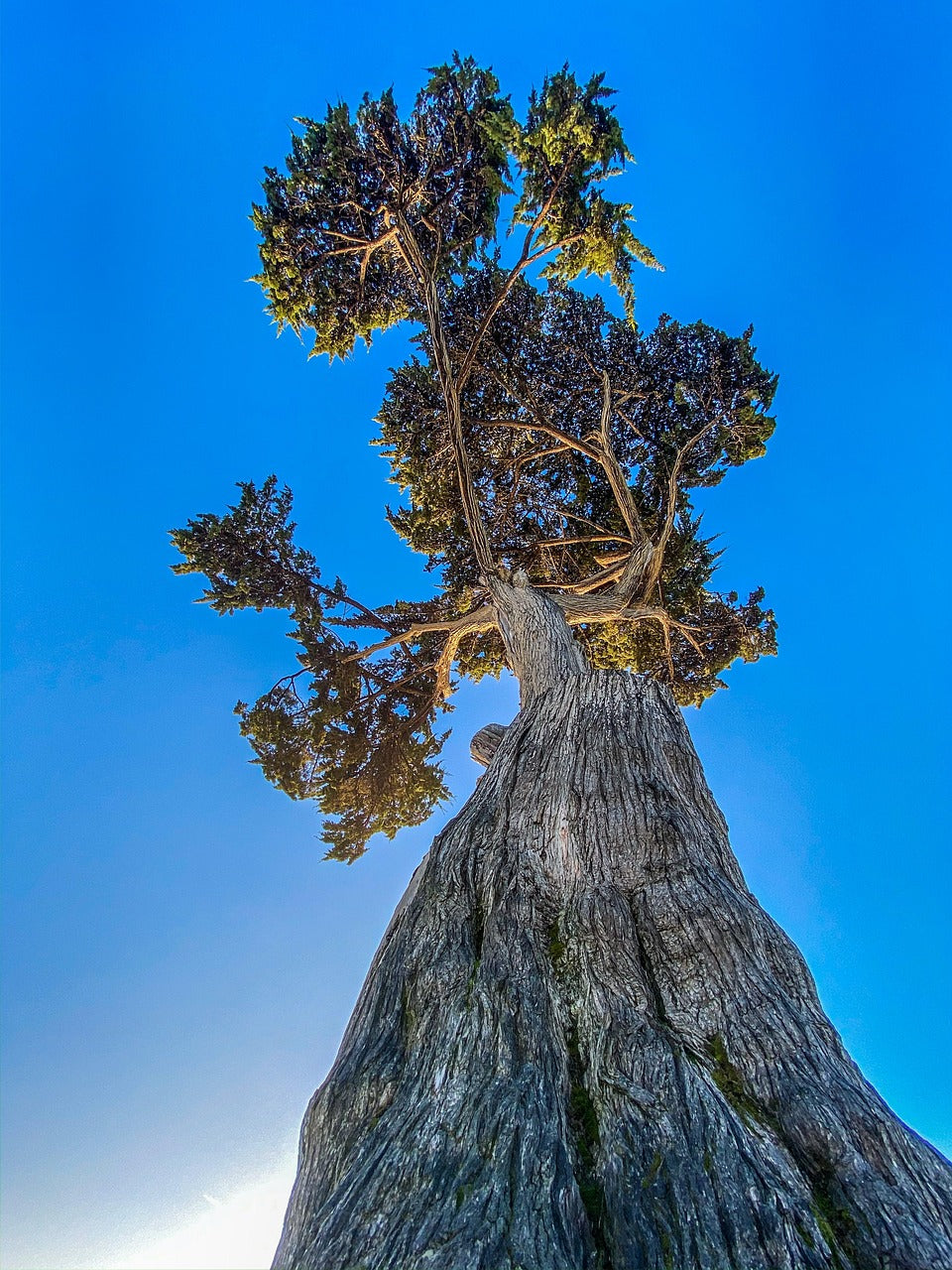 White Cypress Leaf Essential Oil