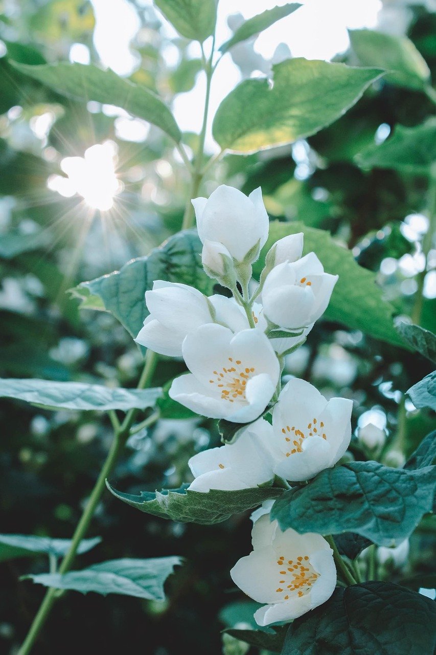 Jasmine Sambac Absolute: A Night-Blooming Treasure