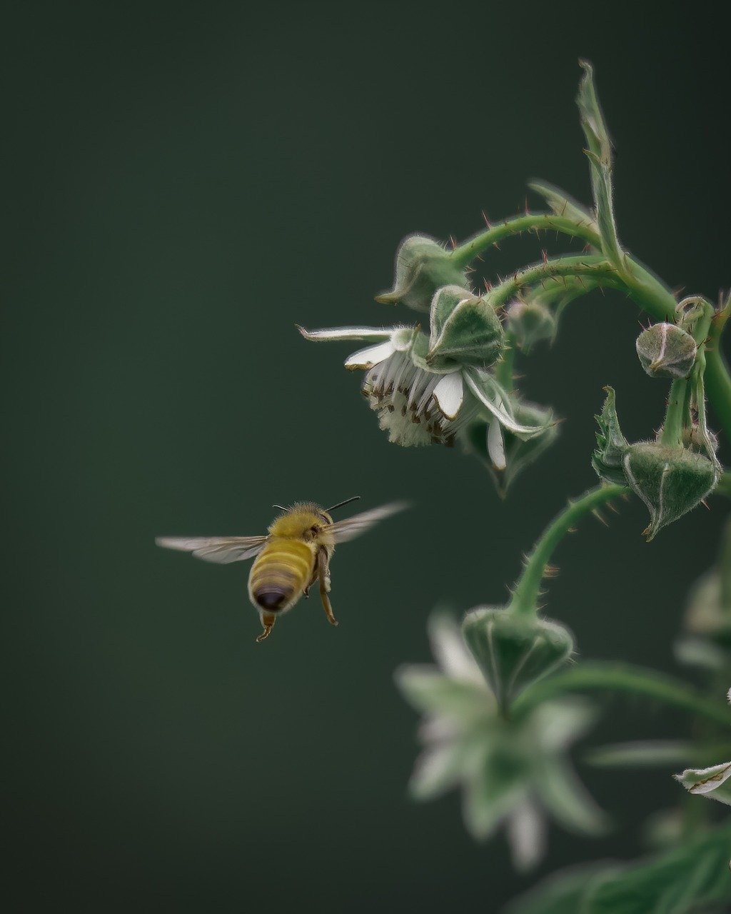 Honeybee Pollen