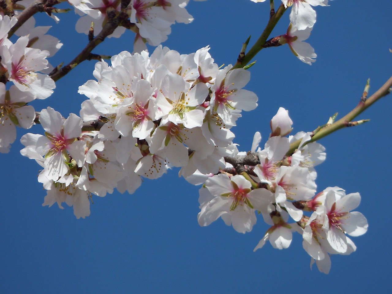 Sweet Almond Oil