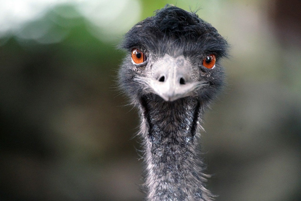 Emu Oil