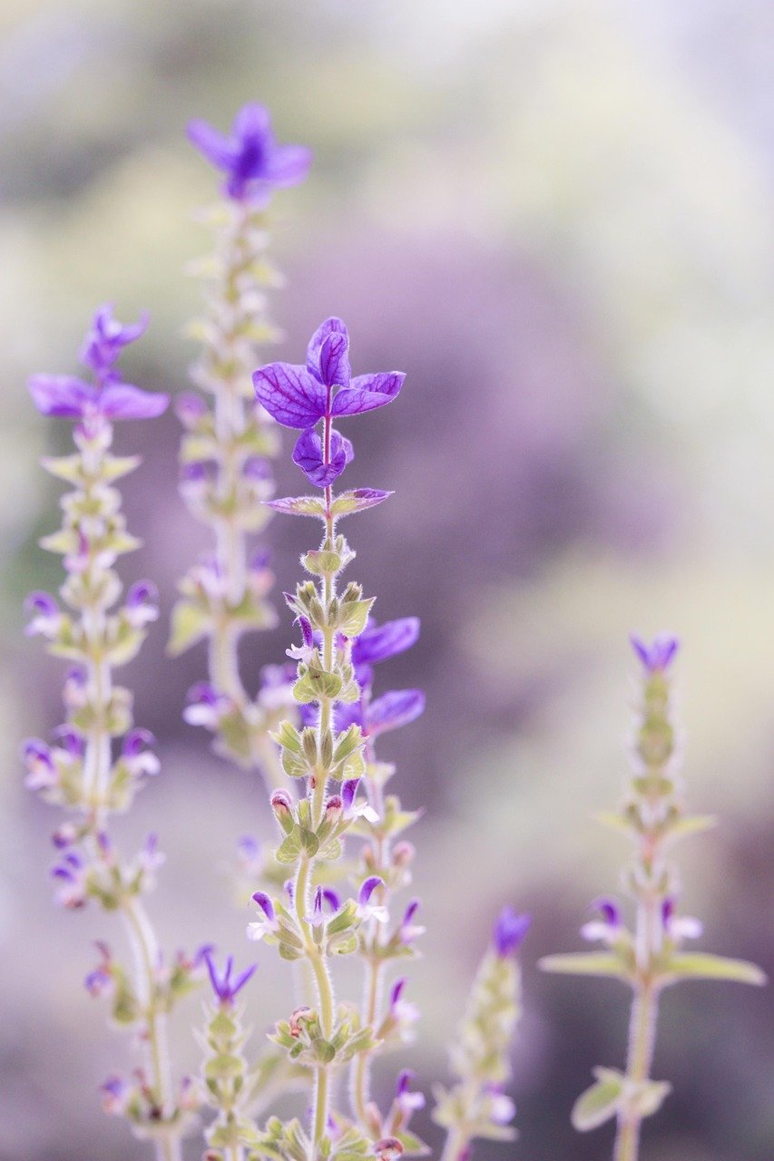 Lavender Essential Oil