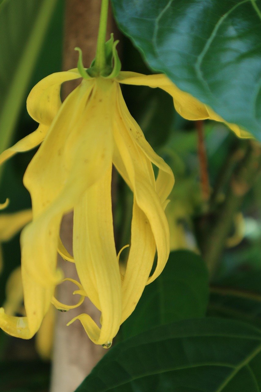 Ylang Ylang Essential Oil