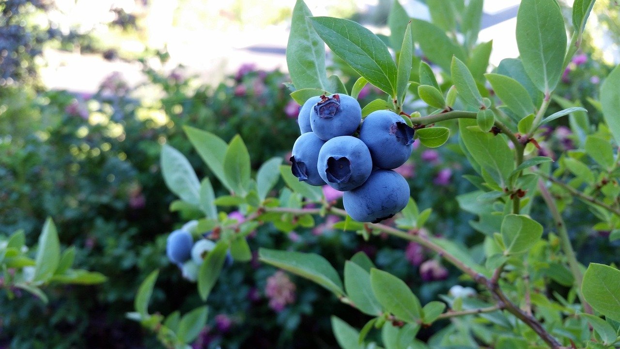 Blueberry Seed Oil