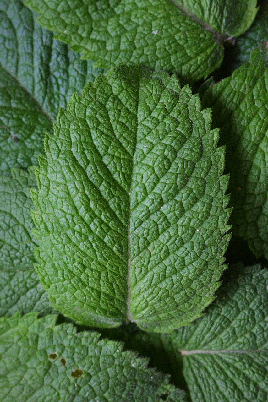 Peppermint Essential Oil