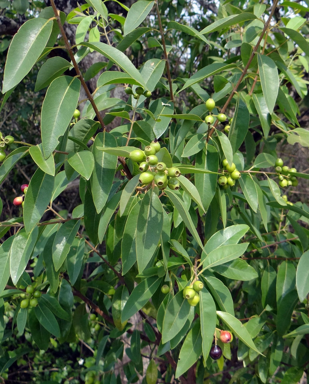 Sandalwood Essential Oil