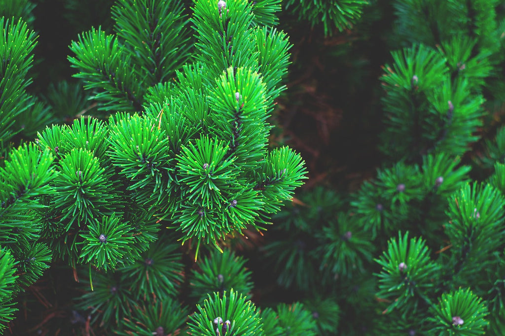 Wild Pinyon Essential Oil