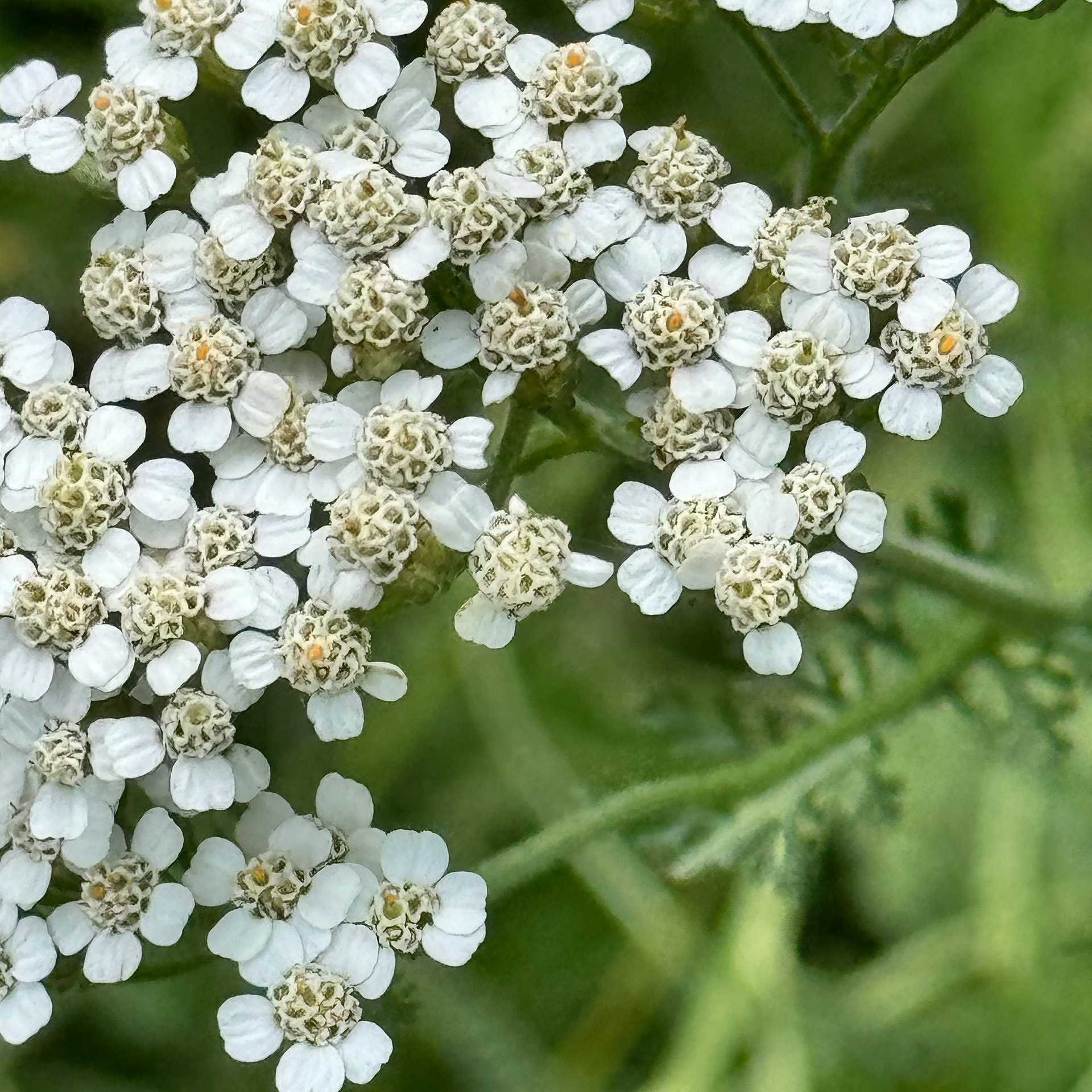 Yarrow (Achillea Millefolium)