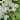 Yarrow (Achillea Millefolium)