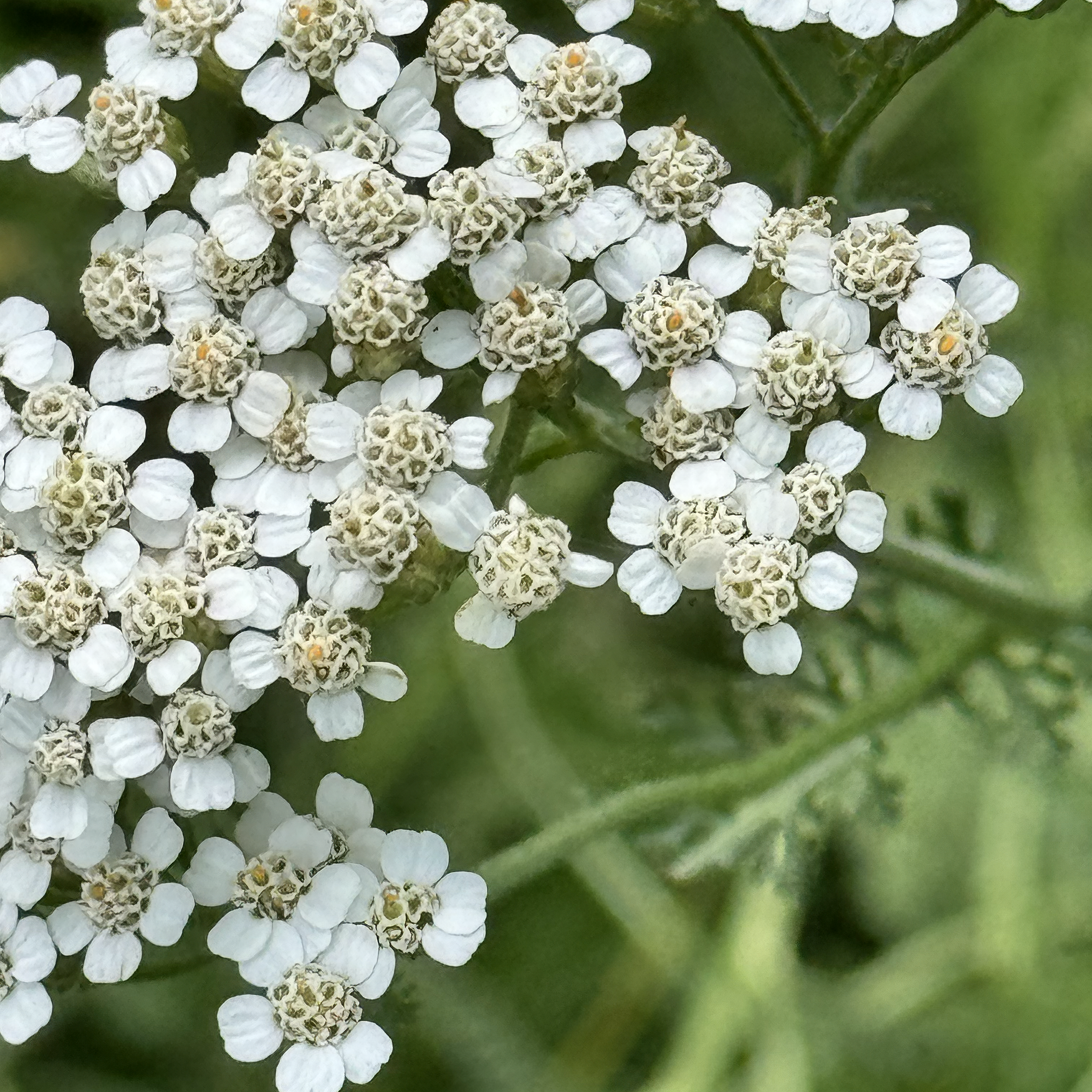 Yarrow (Achillea Millefolium)