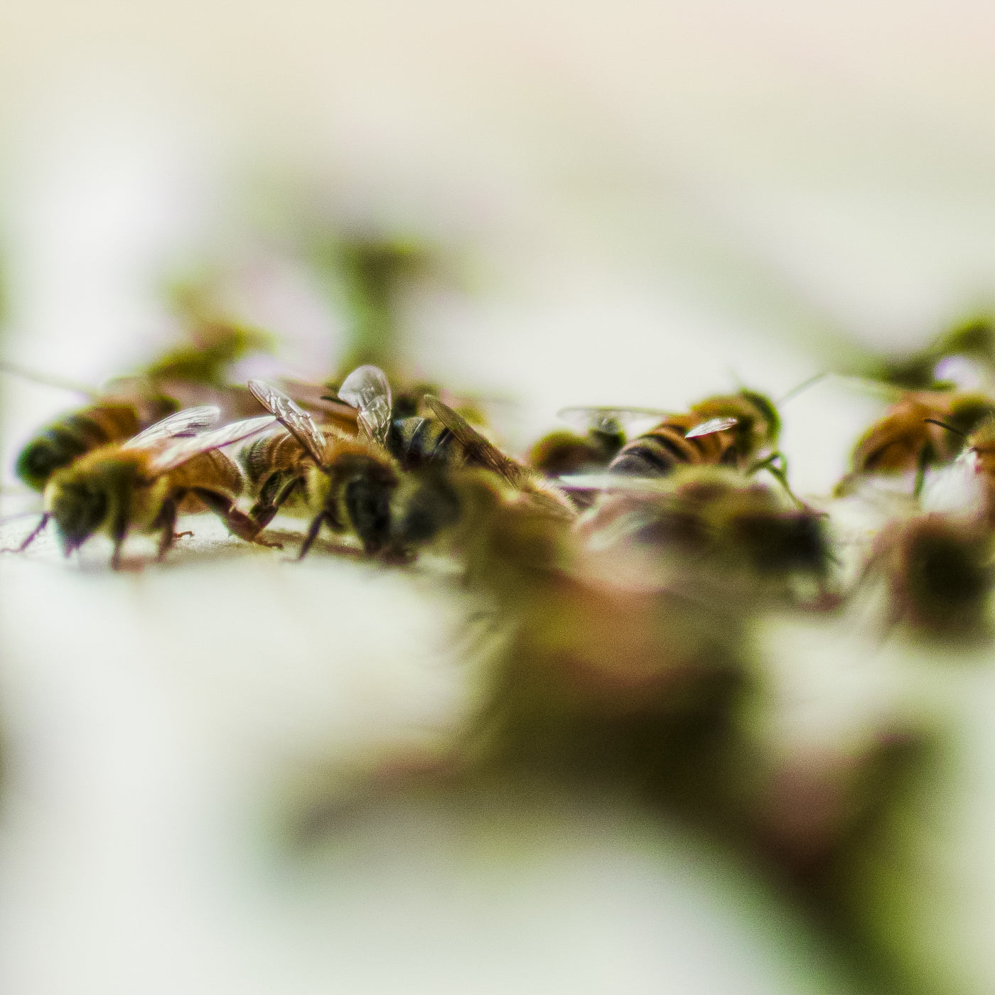 From the Hive Collection