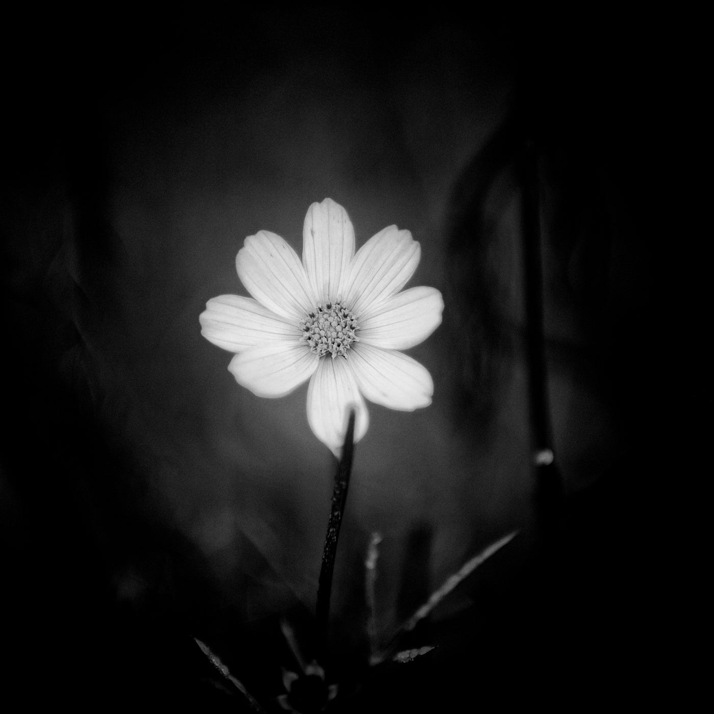 'head of the class' | Limited Edition 12 x 12 inch B&W Photo Print Under Acrylic Glass