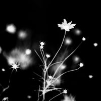'drift' | Limited Edition 12 x 12 inch B&W Photo Print Under Acrylic Glass