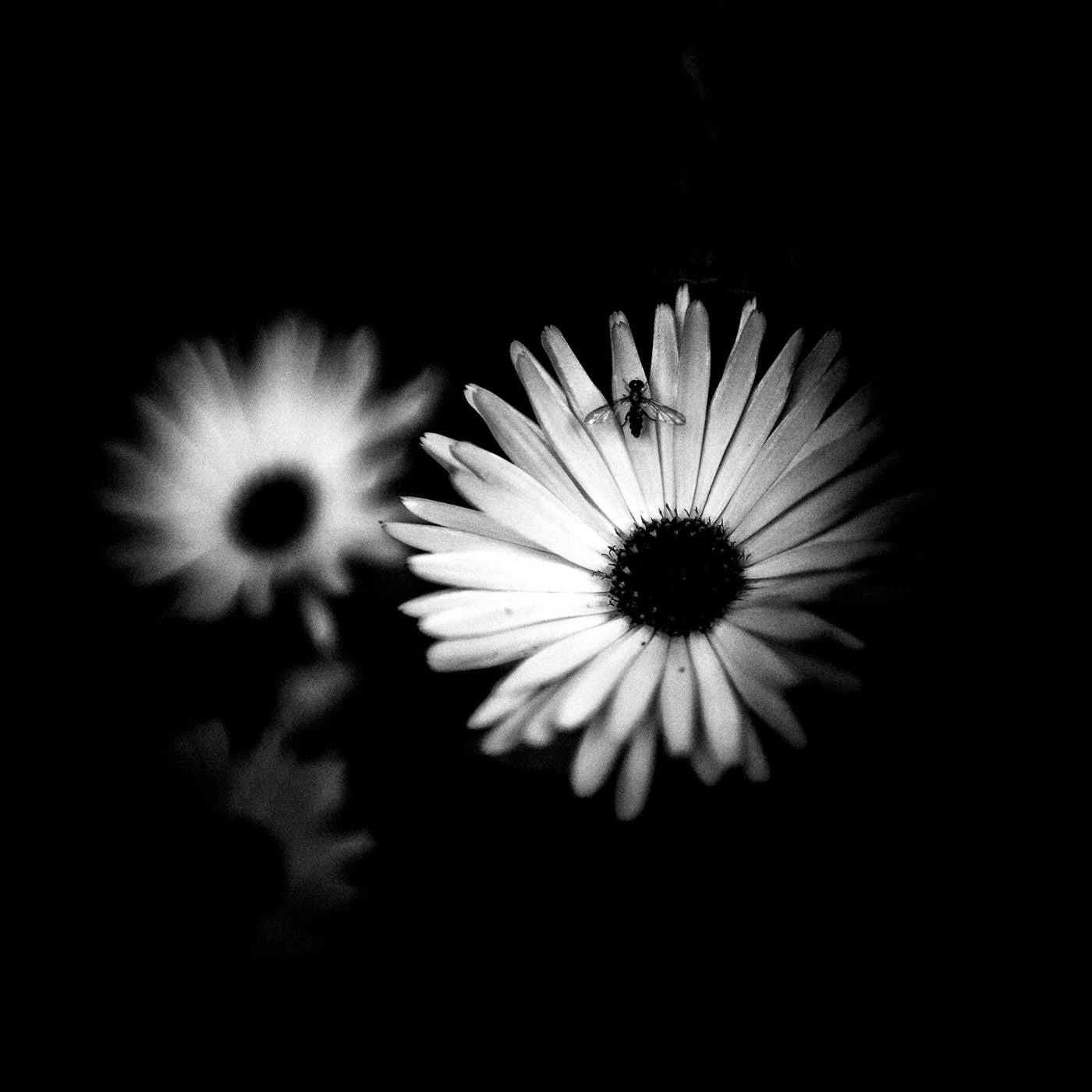 'imago' | Limited Edition 12 x 12 inch B&W Photo Print Under Acrylic Glass