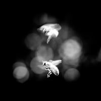 'ascend' | Limited Edition 12 x 12 inch B&W Photo Print Under Acrylic Glass