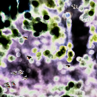 'chorus' | Limited Edition 12 x 12 inch Color Photo Print Under Acrylic Glass